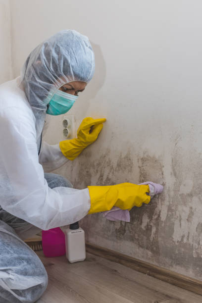 Best Mold Remediation for Rental Properties  in Niagara University, NY