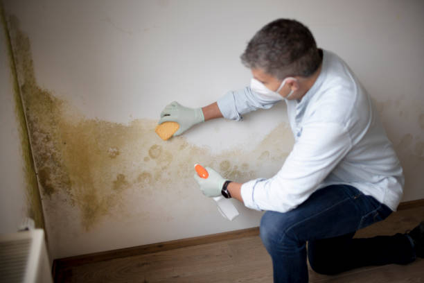 Best Real Estate Mold Inspection  in Niagara University, NY