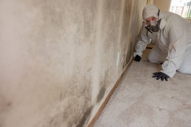 Best Crawl Space Mold Remediation  in Niagara University, NY